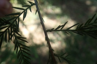 tisovec dvouřadý - Taxodium distichum