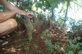 tisovec dvouřadý - Taxodium distichum (3)