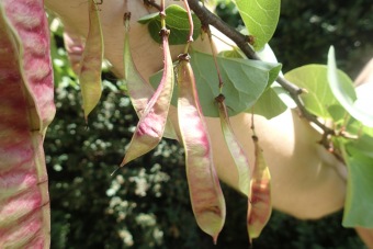 zmarlika Jidášova - Cercis siliquastrum