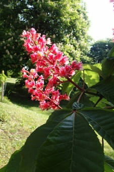 Arboretum Žampach - fotografie na začátku sezony - 22.5. 2015