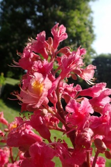 Arboretum Žampach - fotografie na začátku sezony - 22.5. 2015