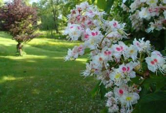 Arboretum Žampach - fotografie na začátku sezony - 22.5. 2015