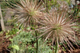 Arboretum Žampach - fotografie na začátku sezony - 22.5. 2015