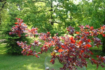 Arboretum Žampach - fotografie na začátku sezony - 22.5. 2015