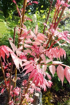 Arboretum Žampach - fotografie na začátku sezony - 22.5. 2015