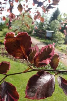 Arboretum Žampach - fotografie na začátku sezony - 22.5. 2015