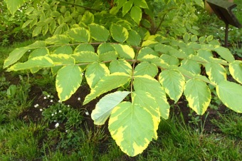 Arboretum Žampach - fotografie na začátku sezony - 22.5. 2015