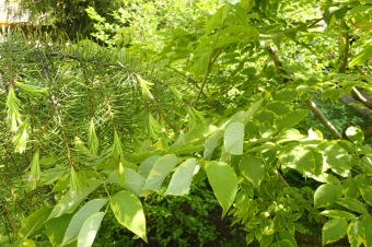 Arboretum Žampach - fotografie na začátku sezony - 22.5. 2015