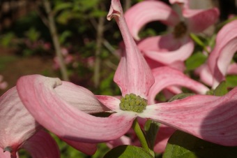 Arboretum Žampach - fotografie na začátku sezony - 22.5. 2015