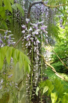 Arboretum Žampach - fotografie na začátku sezony - 22.5. 2015