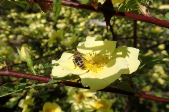 Arboretum Žampach - fotografie na začátku sezony - 22.5. 2015