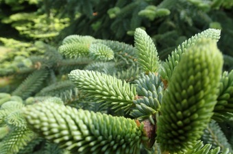 Arboretum Žampach - fotografie na začátku sezony - 22.5. 2015