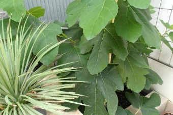 Arboretum Žampach - fotografie na začátku sezony - 22.5. 2015