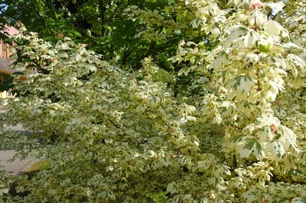 Arboretum Žampach - fotografie na začátku sezony - 22.5. 2015