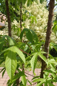 Arboretum Žampach - fotografie na začátku sezony - 22.5. 2015