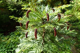 Arboretum Žampach - fotografie na začátku sezony - 22.5. 2015