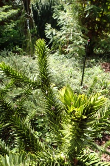 Arboretum Žampach - fotografie na začátku sezony - 22.5. 2015