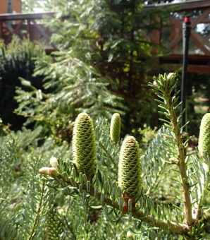Arboretum Žampach - fotografie na začátku sezony - 22.5. 2015