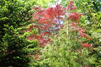 Arboretum Žampach - fotografie na začátku sezony - 22.5. 2015