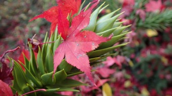 27.10. 2016 Podzim v Arboretu Žampach