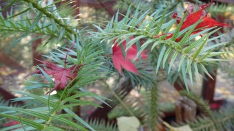 27.10. 2016 Podzim v Arboretu Žampach