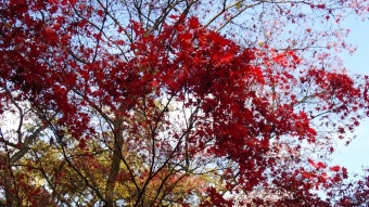 27.10. 2016 Podzim v Arboretu Žampach