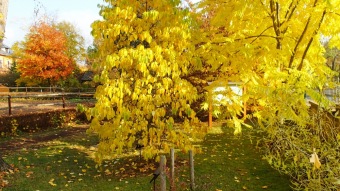 27.10. 2016 Podzim v Arboretu Žampach