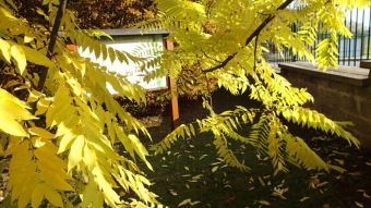 27.10. 2016 Podzim v Arboretu Žampach