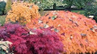 27.10. 2016 Podzim v Arboretu Žampach