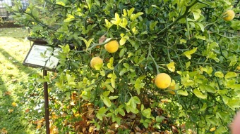 27.10. 2016 Podzim v Arboretu Žampach