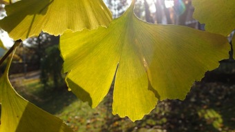 27.10. 2016 Podzim v Arboretu Žampach