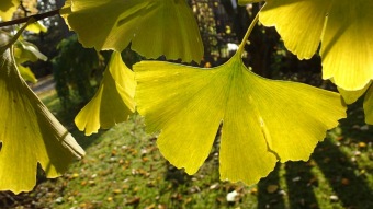 27.10. 2016 Podzim v Arboretu Žampach