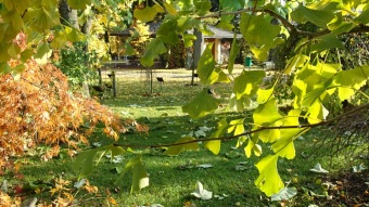 27.10. 2016 Podzim v Arboretu Žampach