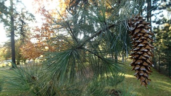 27.10. 2016 Podzim v Arboretu Žampach