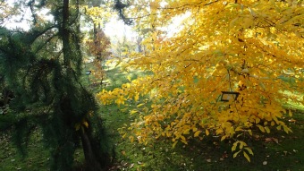 27.10. 2016 Podzim v Arboretu Žampach