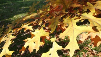 27.10. 2016 Podzim v Arboretu Žampach