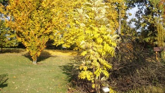 27.10. 2016 Podzim v Arboretu Žampach