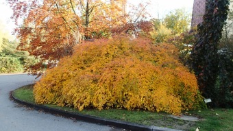 27.10. 2016 Podzim v Arboretu Žampach
