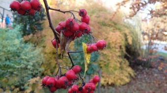 27.10. 2016 Podzim v Arboretu Žampach