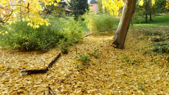 27.10. 2016 Podzim v Arboretu Žampach