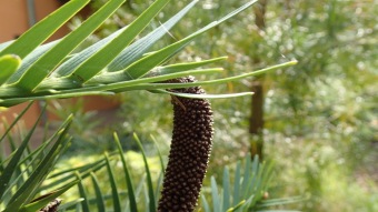 2016 Arboretum Žampach - konec léta (16.9.)
