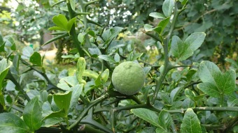 2016 Arboretum Žampach - konec léta (16.9.)