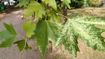 2016 Arboretum Žampach - konec léta (16.9.)