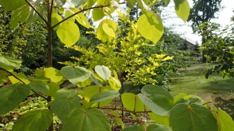 2016 Arboretum Žampach - konec léta (16.9.)