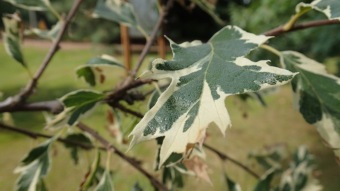 2016 Arboretum Žampach - konec léta (16.9.)