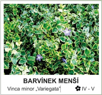 barvinek_mensi_-_Vinca_minor___Variegata__.jpg
