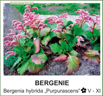 bergenie_-_Bergenia_hybrida___Purpurascens__.jpg