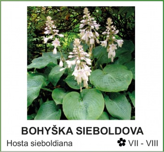 bohyska_sieboldova_-_Hosta_sieboldiana.jpg