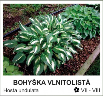 bohyska_vlnitolista_-_Hosta_undulata.jpg