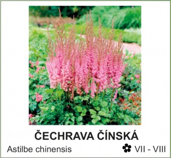 cechrava_cinska_-_Astilbe_chinensis.jpg